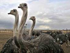 avestruces